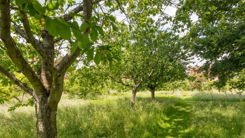 The orchard at Smallhythe Place showing leafy trees